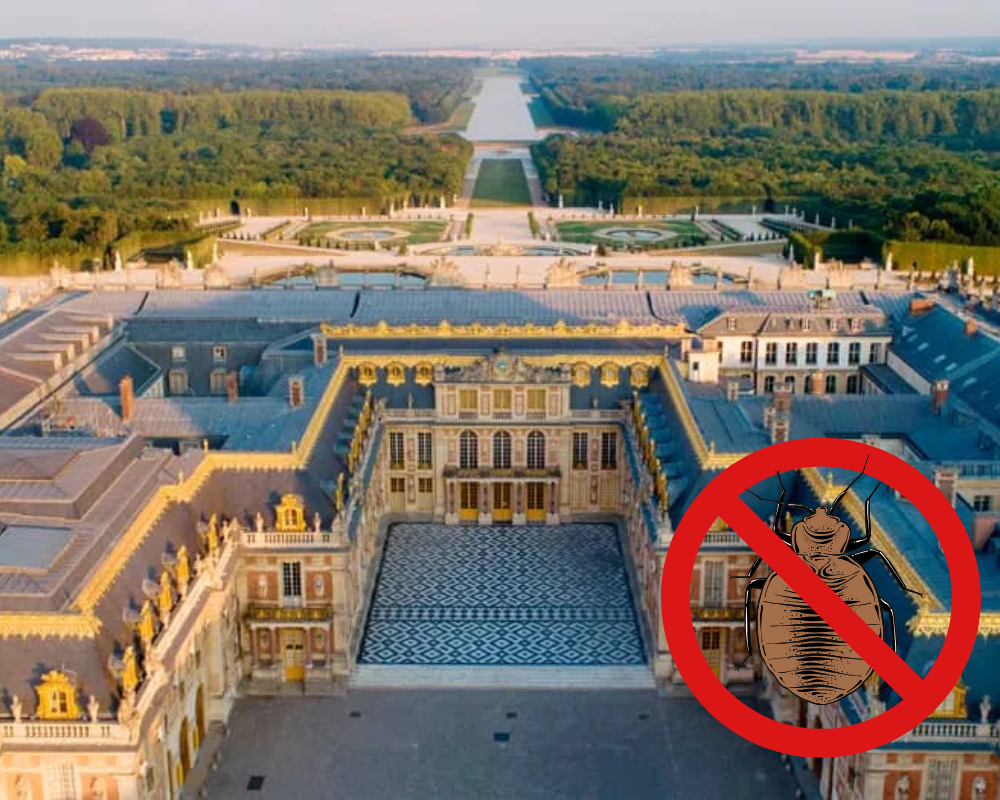 Punaises de lit Versailles